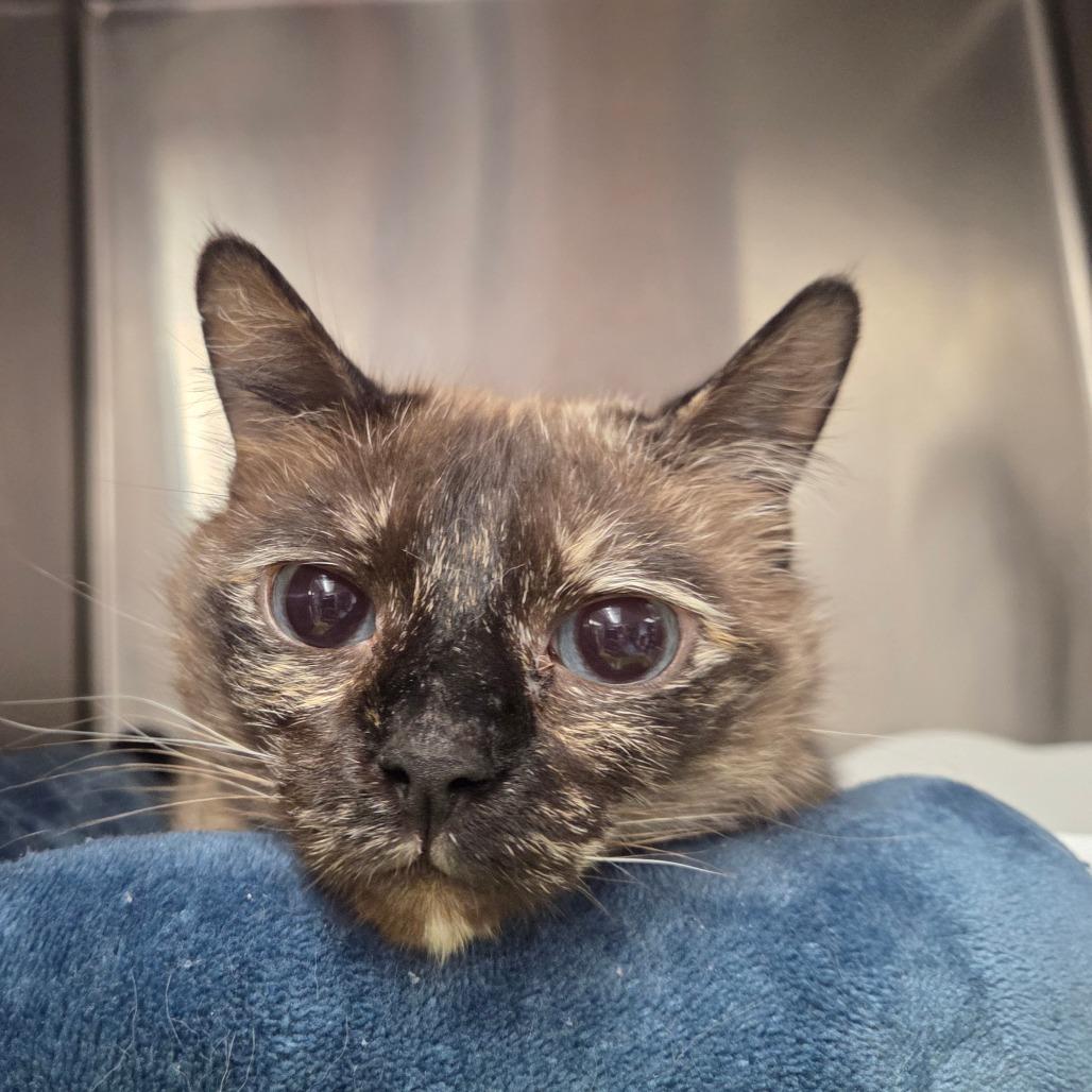 Enlarge Isabel, a Adoptable mixed breed in Spokane, WA image 3/6