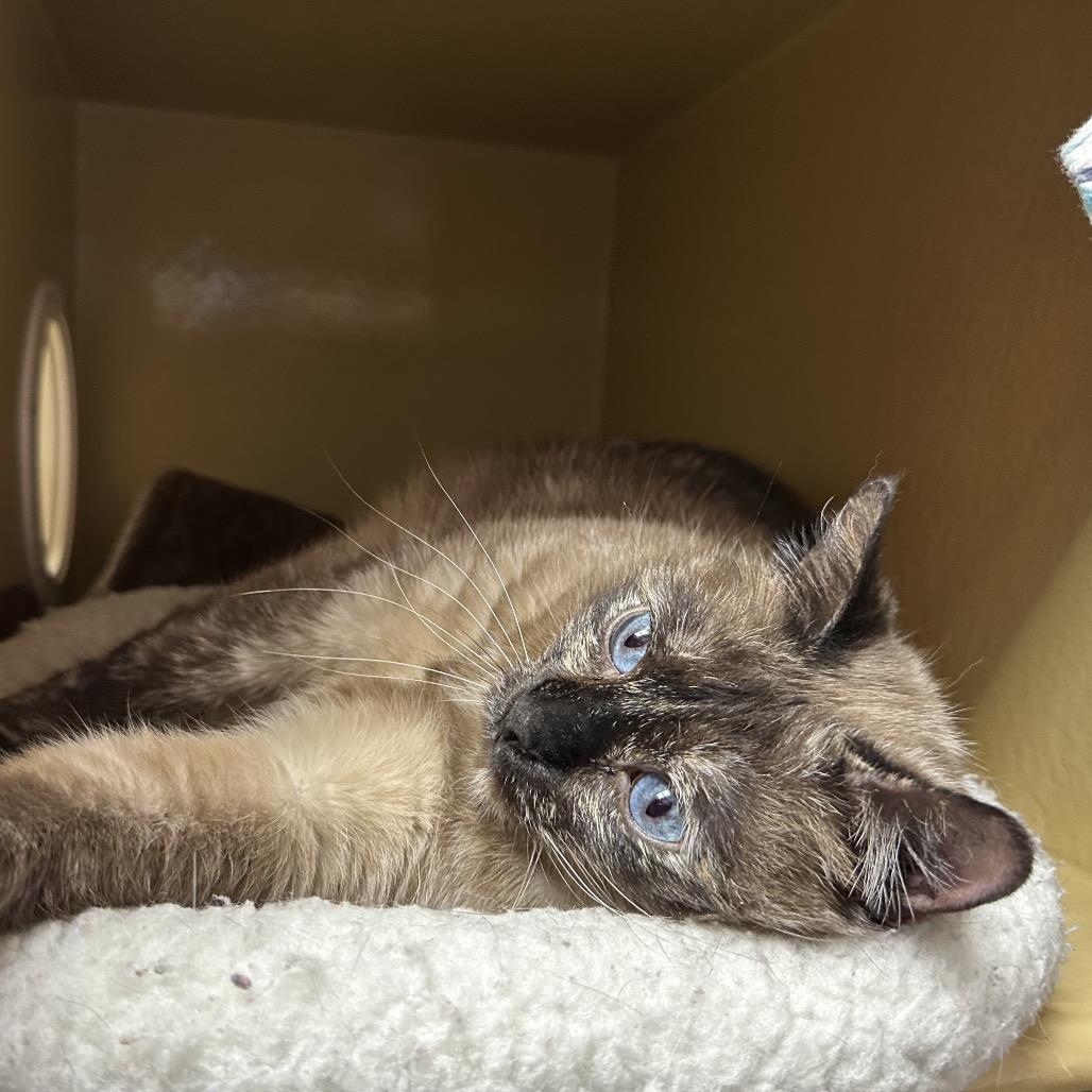 Enlarge Isabel, a Adoptable mixed breed in Spokane, WA image 4/6