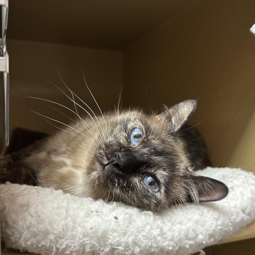 Enlarge Isabel, a Adoptable mixed breed in Spokane, WA image 5/6