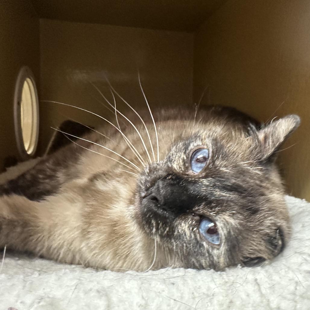 Enlarge Isabel, a Adoptable mixed breed in Spokane, WA image 6/6