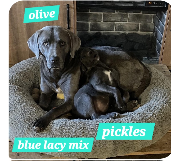 Enlarge Olive, a Adoptable mixed breed in Mexia, TX image 1/1