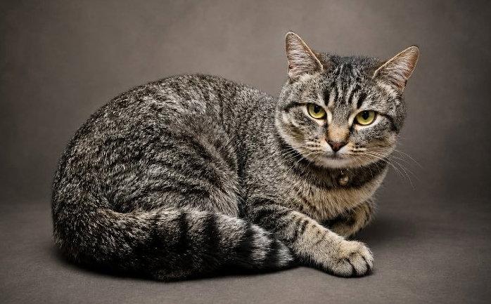 Beya, Adoptable, Adult Female Domestic Short Hair.
