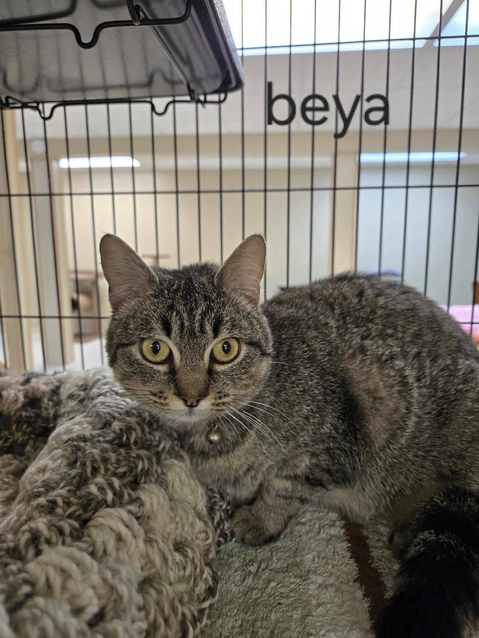 Beya, a Adoptable Domestic Short Hair in Gettysburg, PA image 2/3