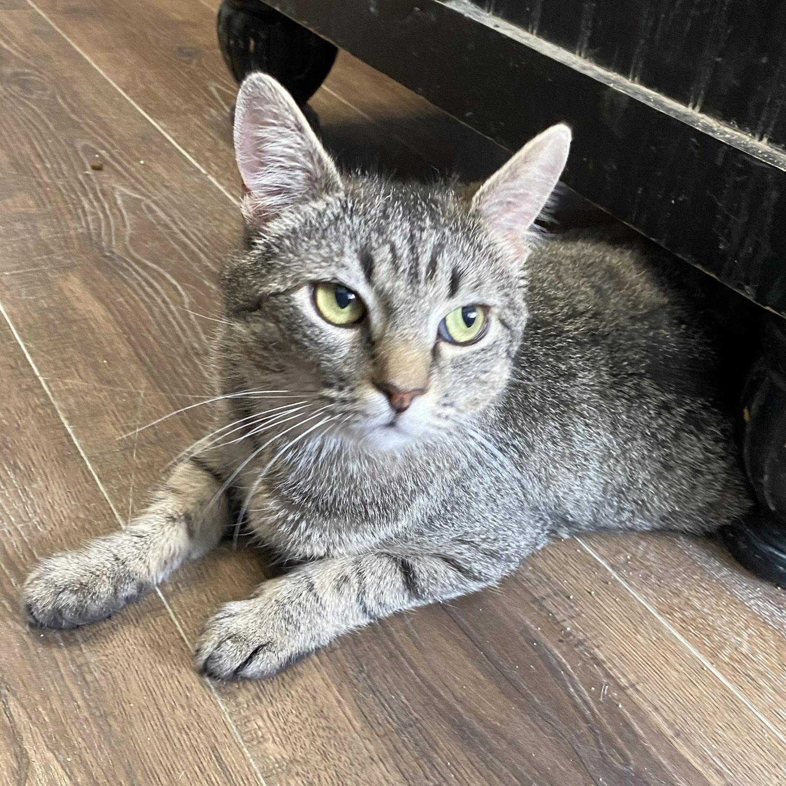 Beya, a Adoptable Domestic Short Hair in Gettysburg, PA image 3/3