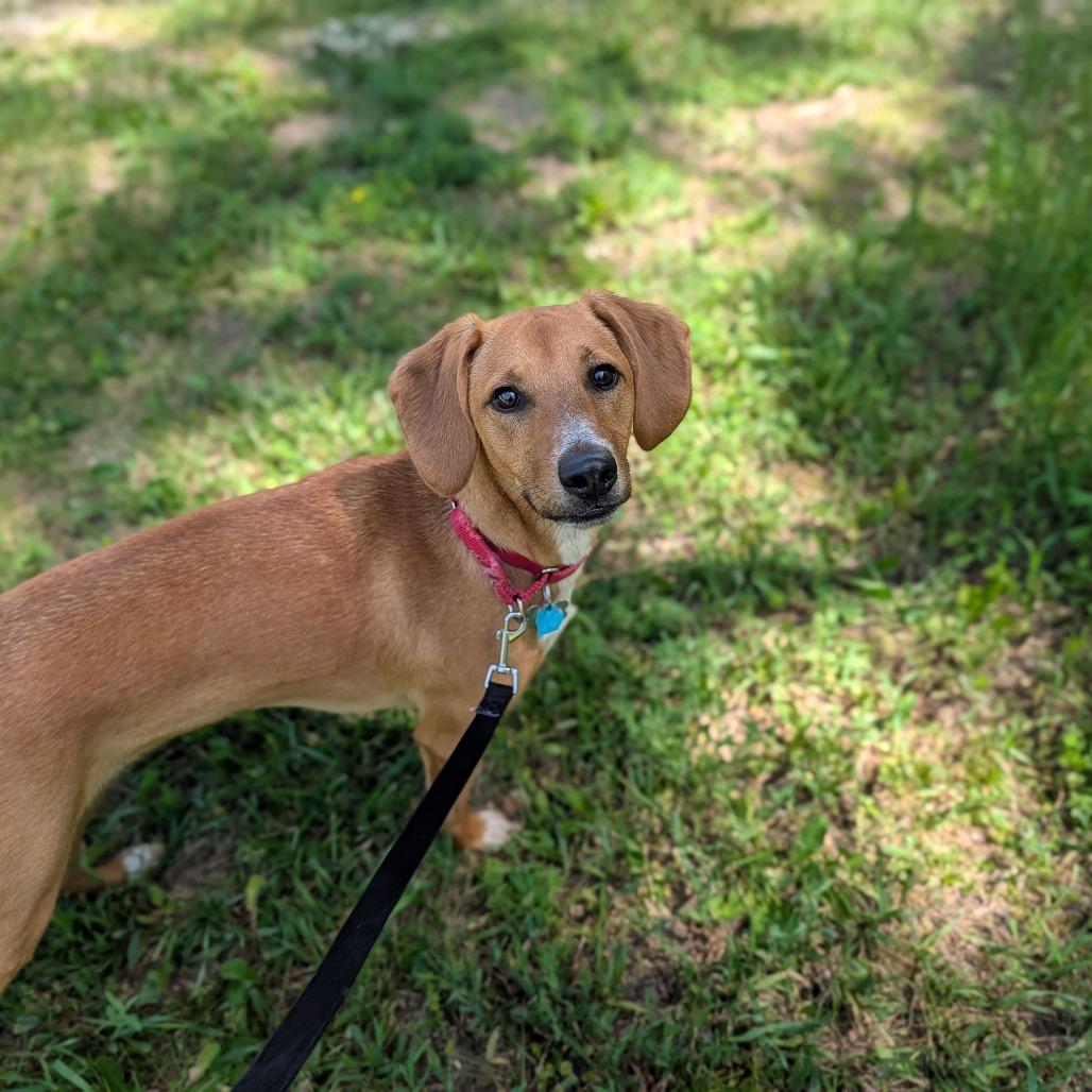 Benny, ADOPTABLE, Adult Male Beagle & Mixed Breed.