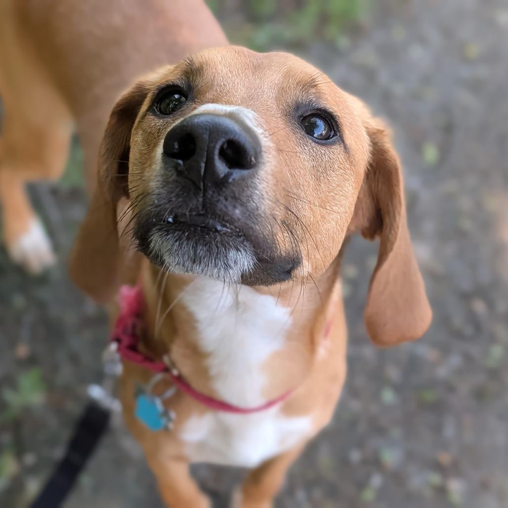 Enlarge Benny, a ADOPTABLE mixed breed in Fenton, MI image 2/2