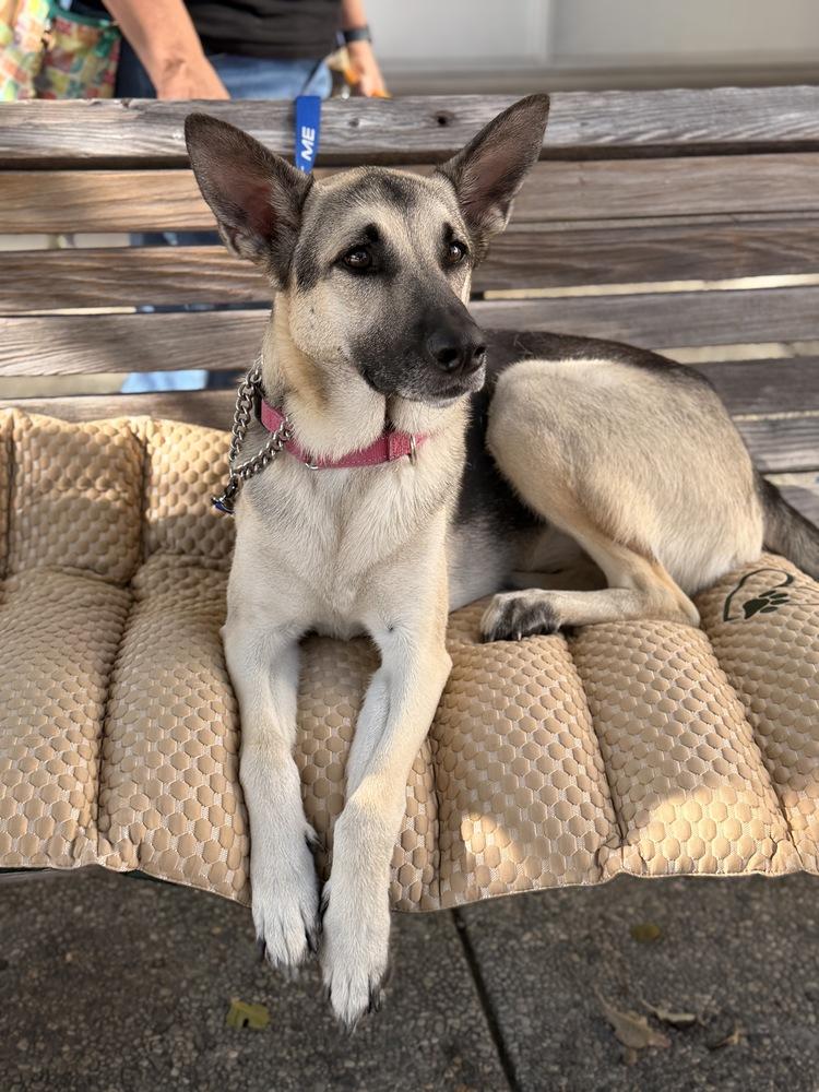 Juniper, Adoptable, Young Female German Shepherd Dog.
