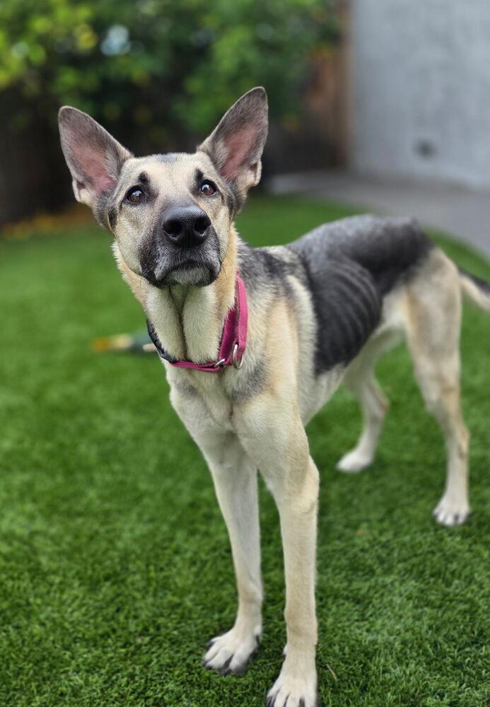 Juniper, Adoptable, Young Female German Shepherd Dog.