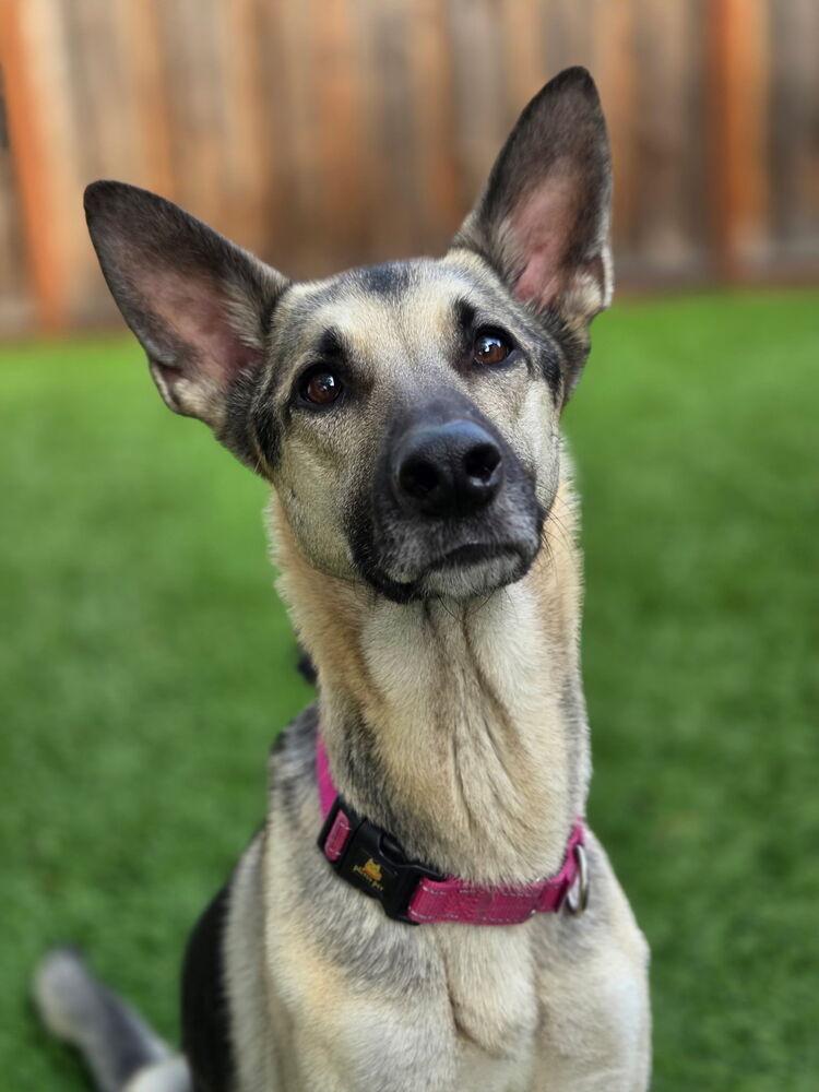 Juniper, a Adoptable mixed breed in Pleasant Hill, CA image 2/3