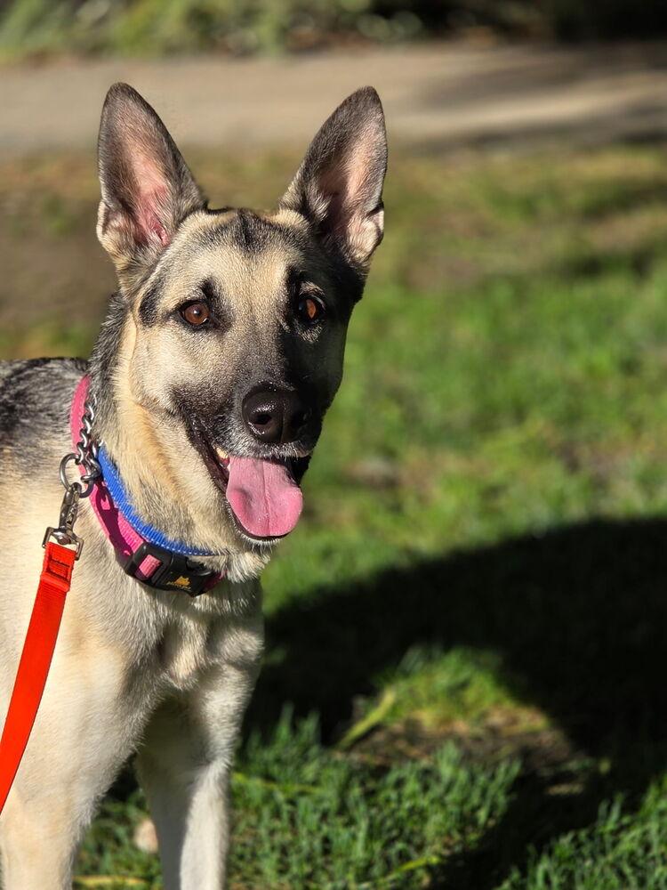 Enlarge Juniper, a Adoptable mixed breed in Pleasant Hill, CA image 4/6