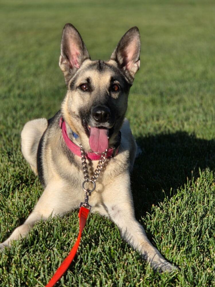 Enlarge Juniper, a Adoptable mixed breed in Pleasant Hill, CA image 5/6