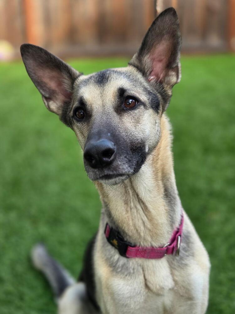 Juniper, a Adoptable mixed breed in Pleasant Hill, CA image 3/3