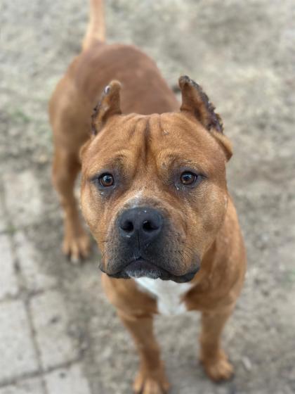 Frosty, Adoptable, Adult Male Terrier & Mixed Breed.