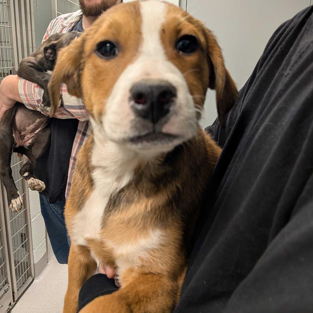 Enlarge Sparkle, a Adoptable mixed breed in Hendersonville, NC image 1/3