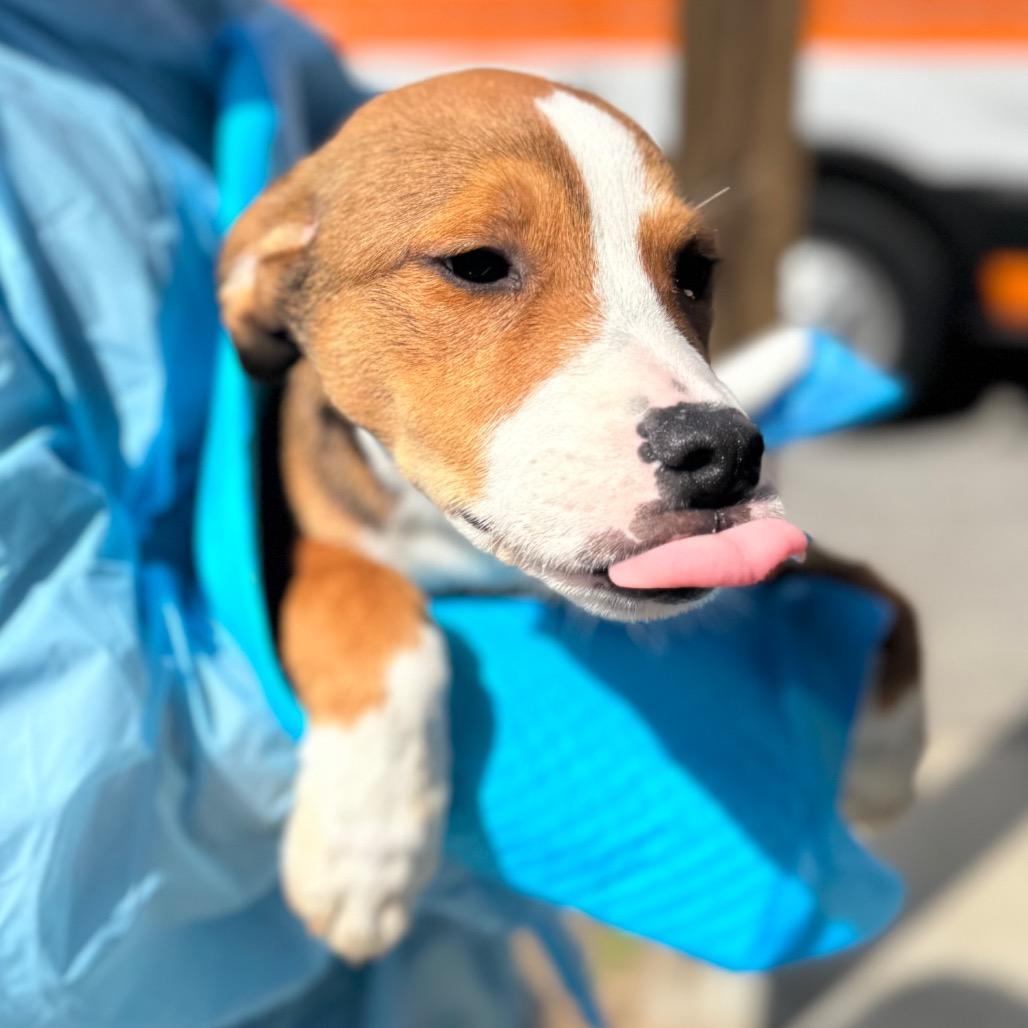 Enlarge Sparkle, a Adoptable mixed breed in Hendersonville, NC image 2/3