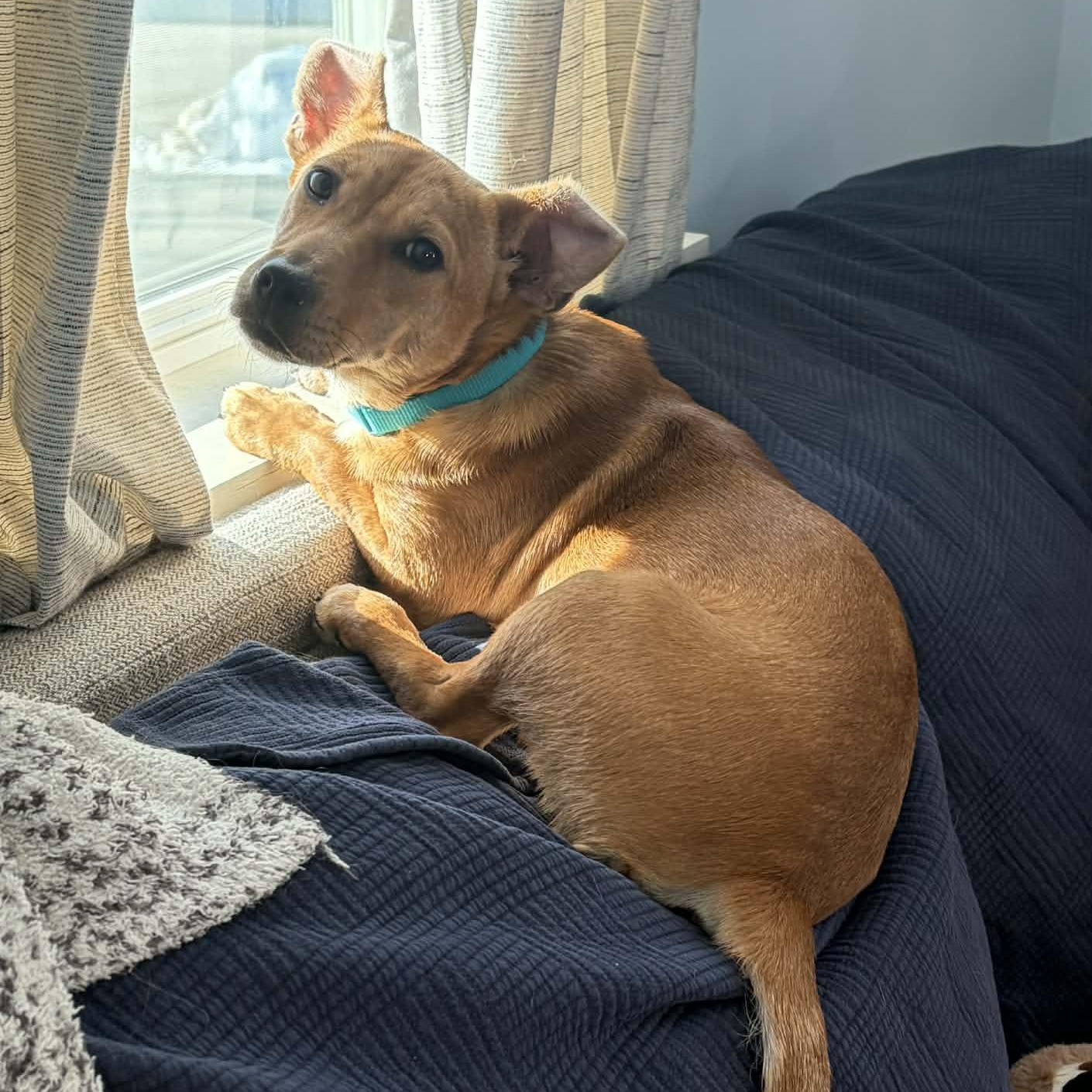 Enlarge Crangrape aka Zuzu, a ADOPTABLE Mixed Breed in Woolwich, ME image 2/6