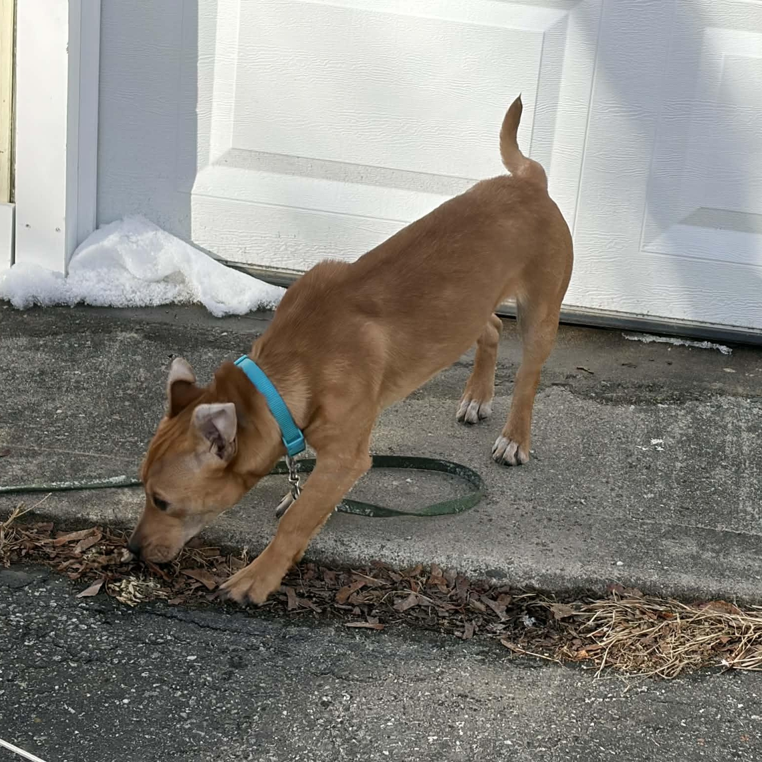 Enlarge Crangrape aka Zuzu, a ADOPTABLE Mixed Breed in Woolwich, ME image 4/6
