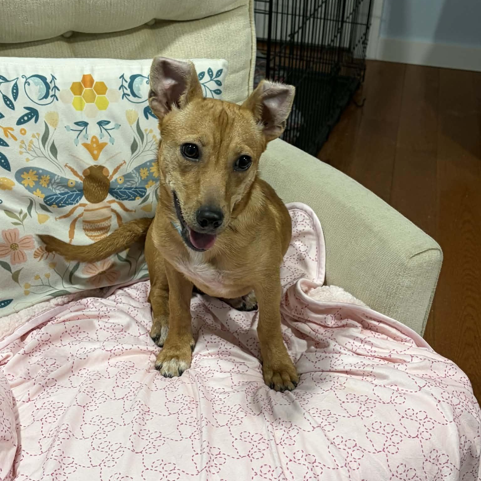 Enlarge Crangrape aka Zuzu, a ADOPTABLE Mixed Breed in Woolwich, ME image 5/6