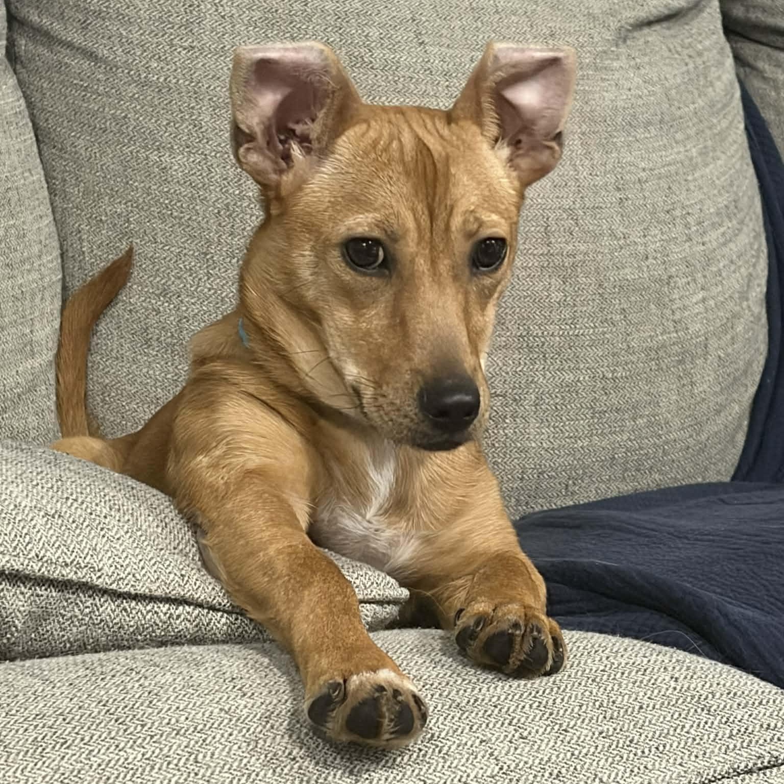 Enlarge Crangrape aka Zuzu, a ADOPTABLE Mixed Breed in Woolwich, ME image 6/6