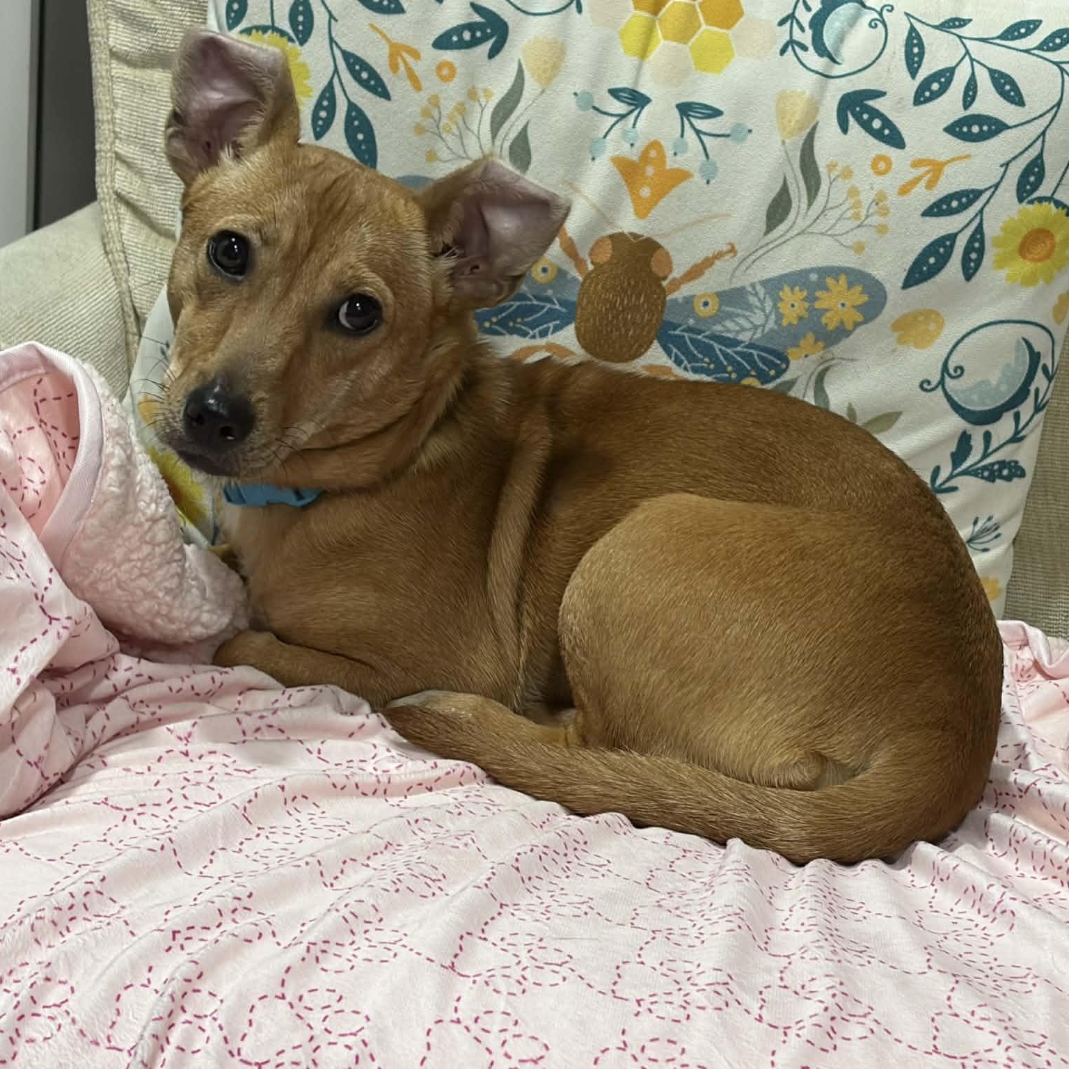 Crangrape aka Zuzu, ADOPTABLE, Young Female Mixed Breed.