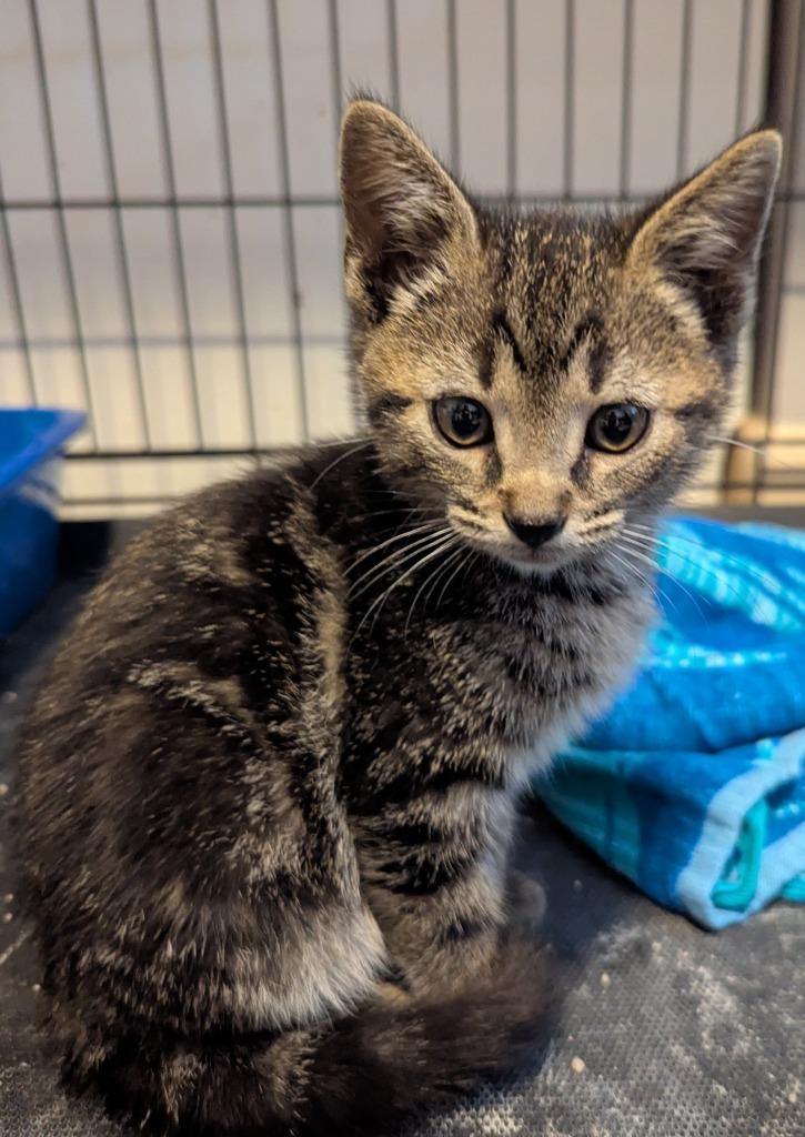 Ernie, a Adoptable mixed breed in Kettering, OH image 1/4