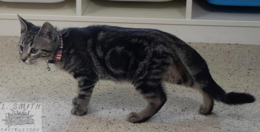 Ernie, a Adoptable mixed breed in Kettering, OH image 2/4