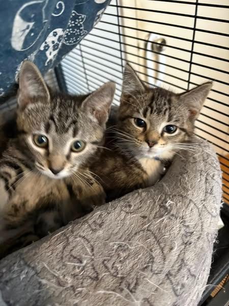 Ernie, a Adoptable mixed breed in Kettering, OH image 3/4