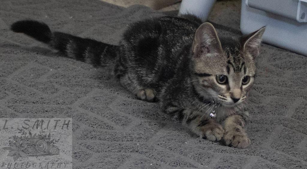 Ernie, Adoptable, Kitten Male Domestic Short Hair.