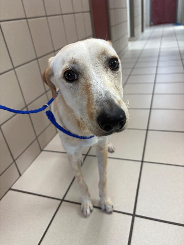 Franny, Adopted, Young Female Labrador Retriever.