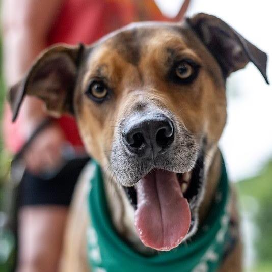 Brutus, Adoptable, Adult Male Mixed Breed.