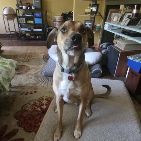 Enlarge Brutus, a Adoptable Mixed Breed in Madison, WI image 3/6