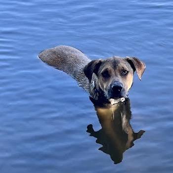 Enlarge Brutus, a Adoptable Mixed Breed in Madison, WI image 4/6