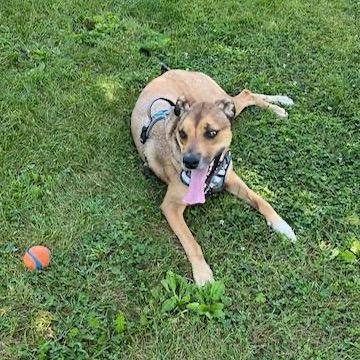 Enlarge Brutus, a Adoptable Mixed Breed in Madison, WI image 2/6