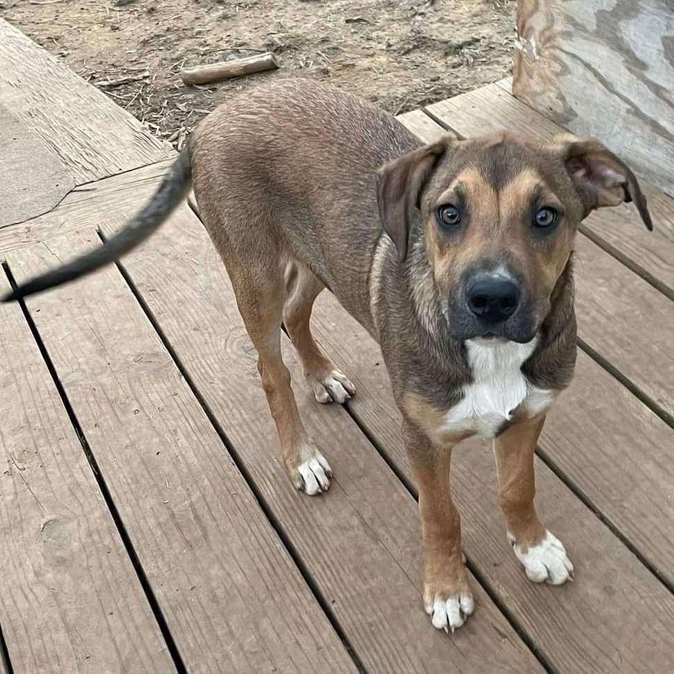 Enlarge Brutus, a Adoptable Mixed Breed in Madison, WI image 4/6