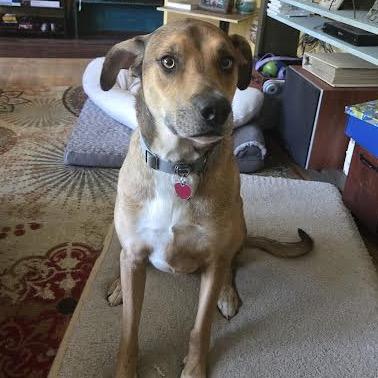 Enlarge Brutus, a Adoptable Mixed Breed in Madison, WI image 5/6