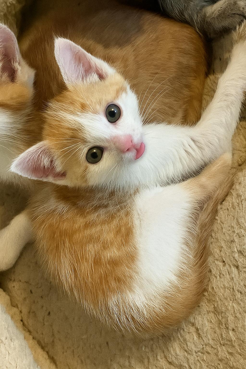 Cleo, Adoptable, Kitten Male Domestic Medium Hair.