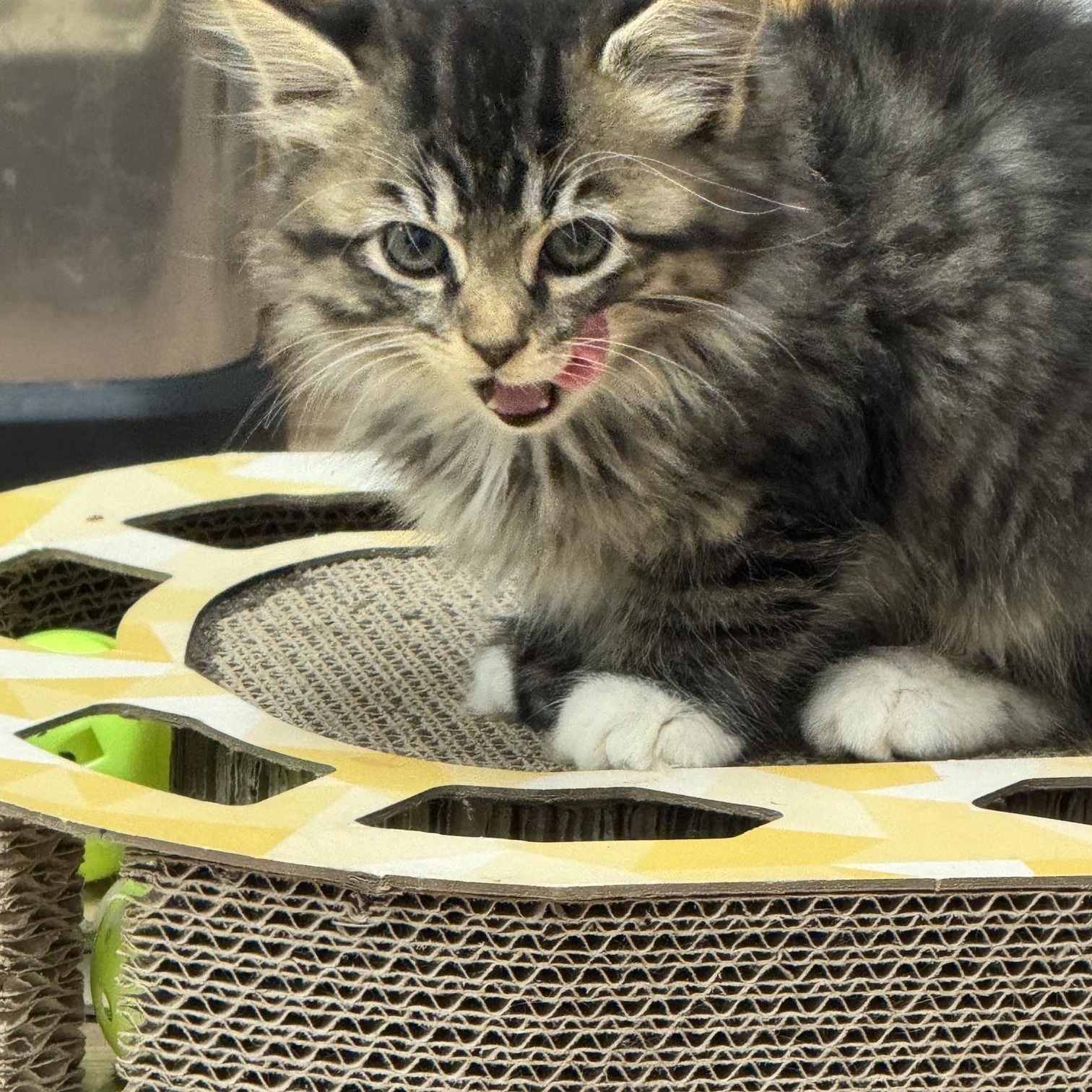 Enlarge Starr, a Adoptable mixed breed in Blairsville, GA image 2/2