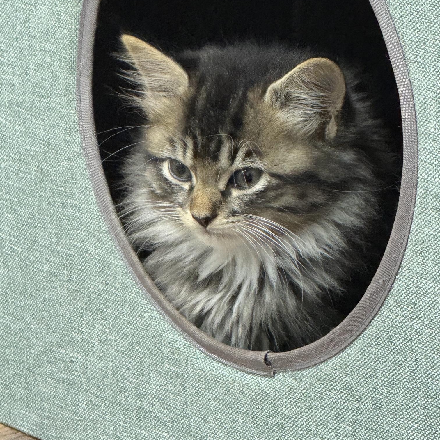 Starr, Adoptable, Young Female Maine Coon.