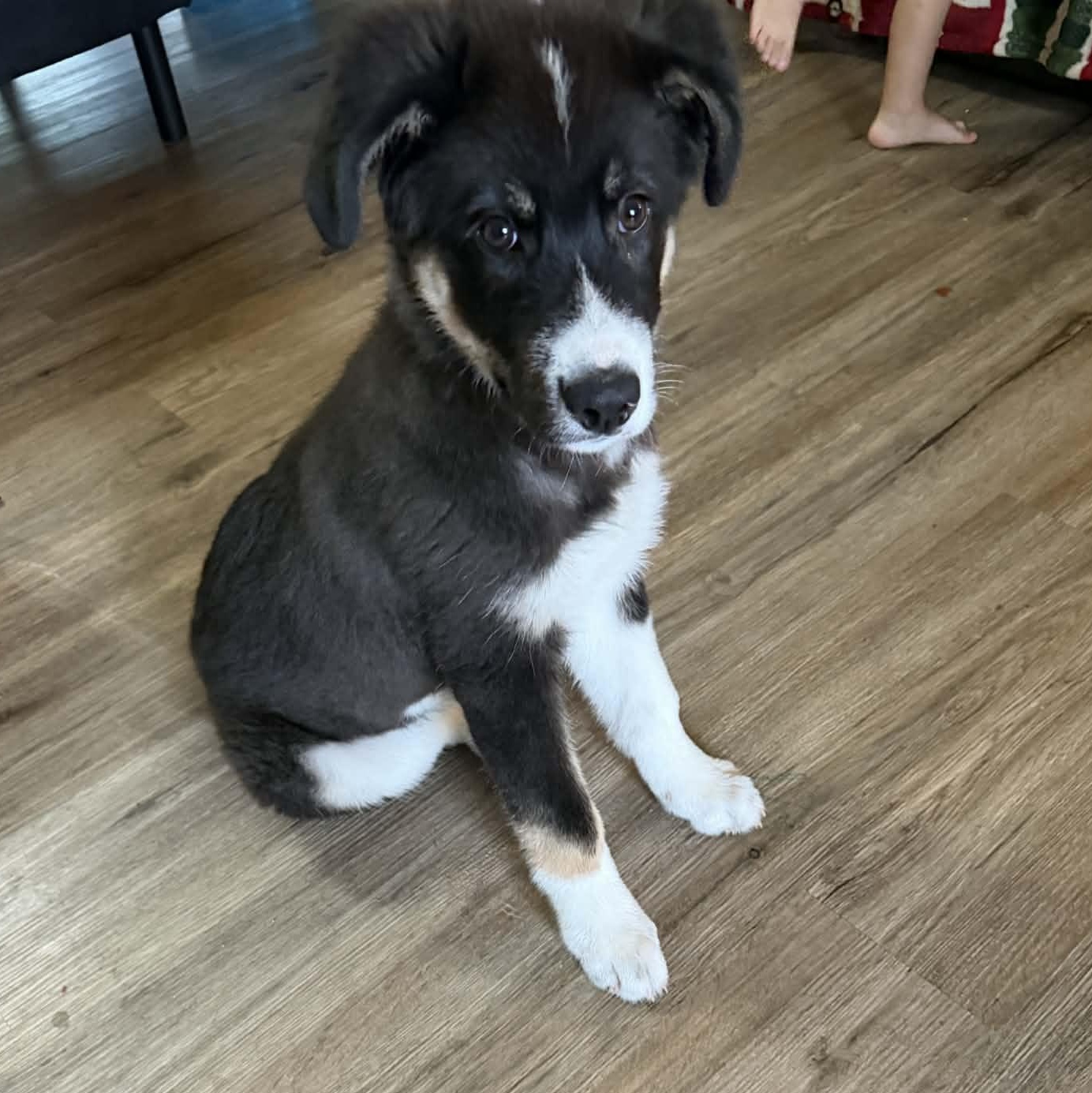 George, adoptable, Puppy Male Husky & Border Collie.