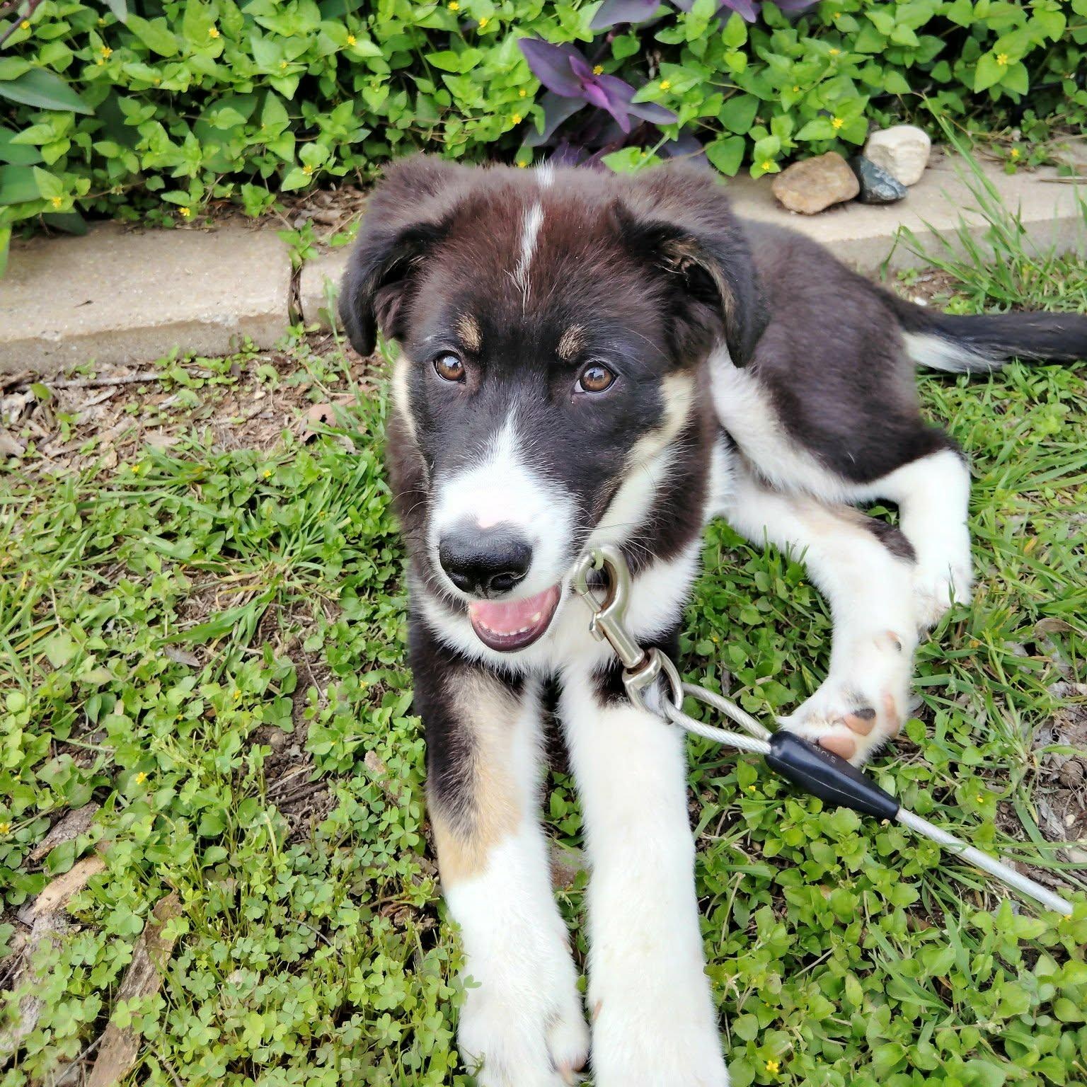 George, an adoptable mixed breed in Paramus, NJ image 4/6
