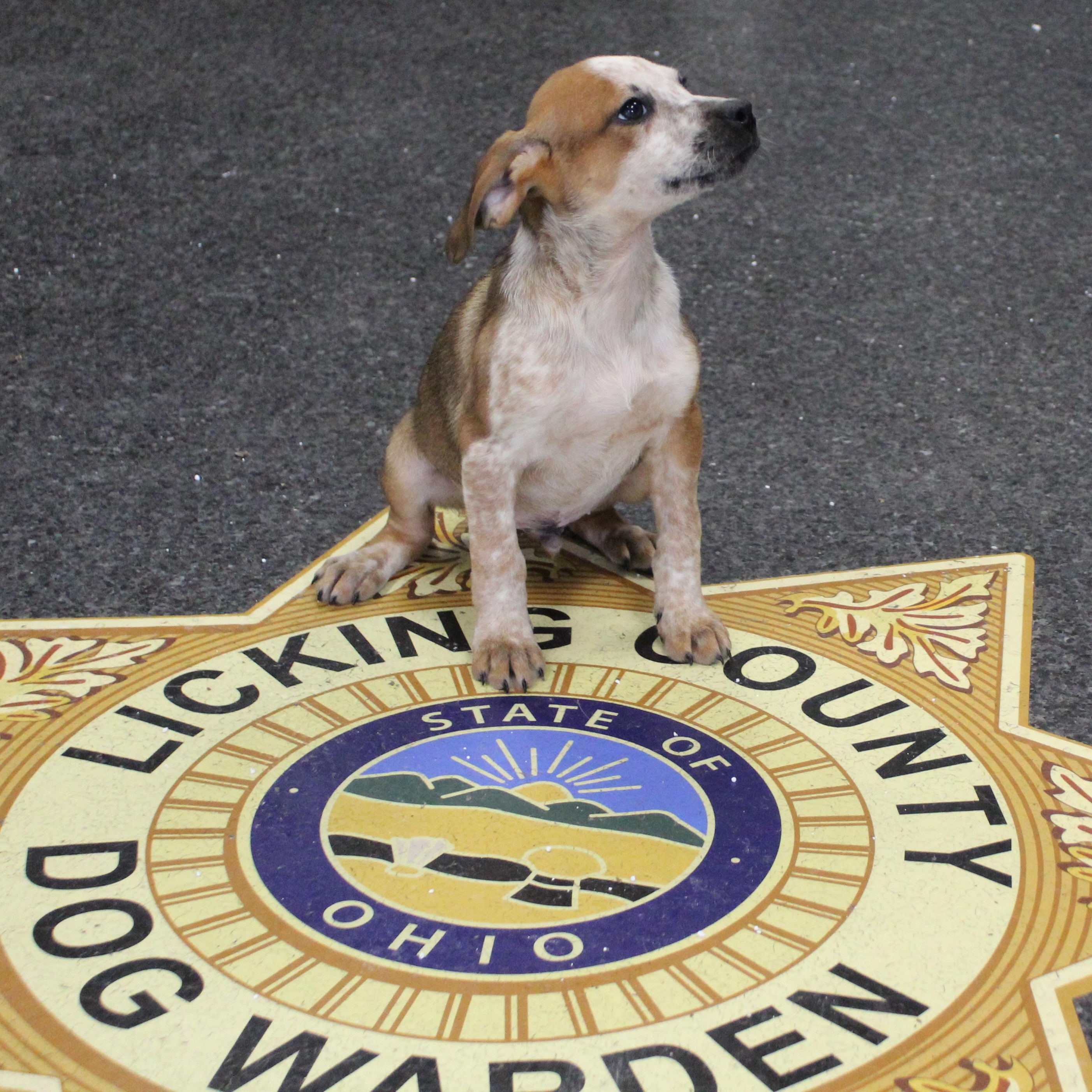 Larry (11598), an adopted mixed breed in Heath, OH image 1/2