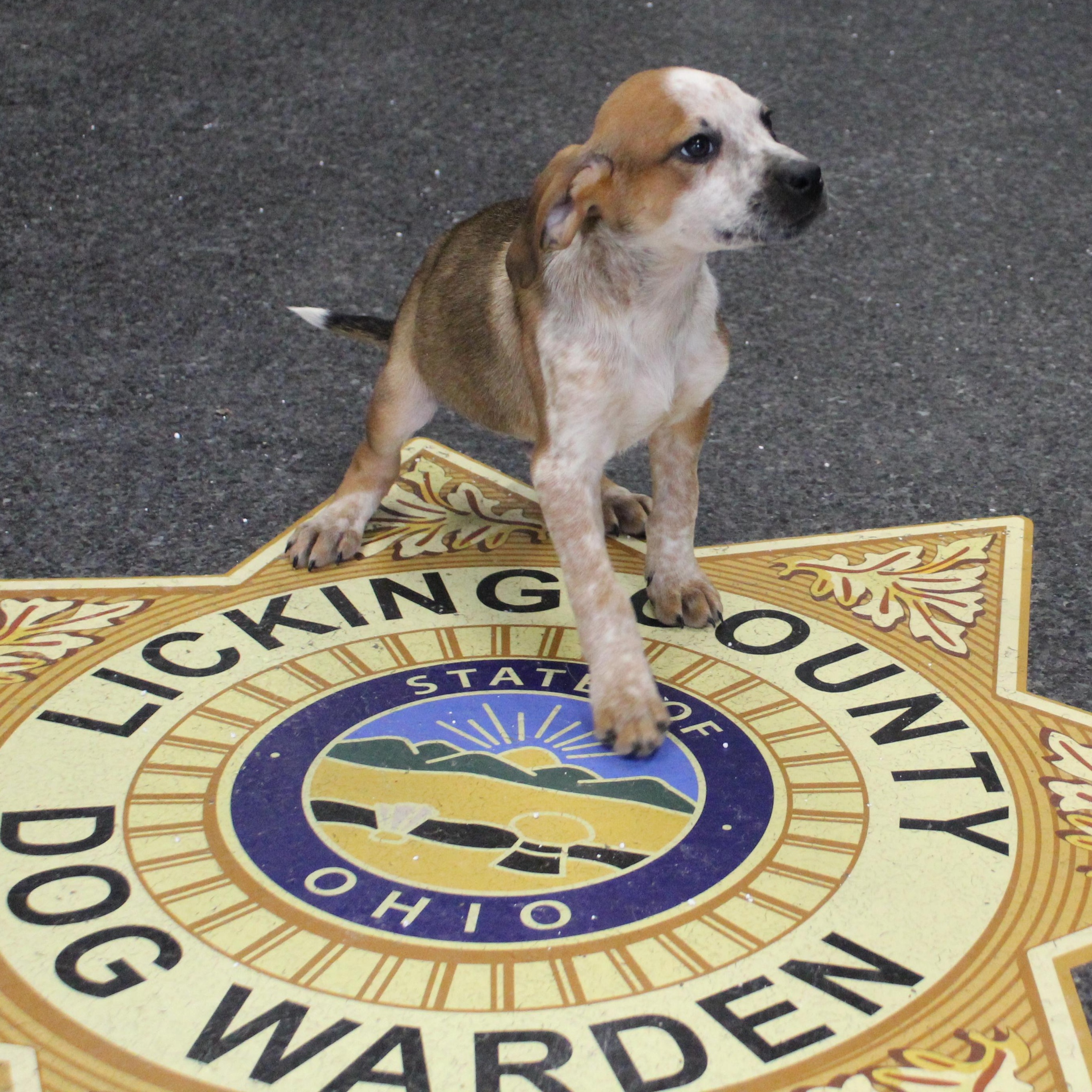 Larry (11598), an adopted mixed breed in Heath, OH image 2/2