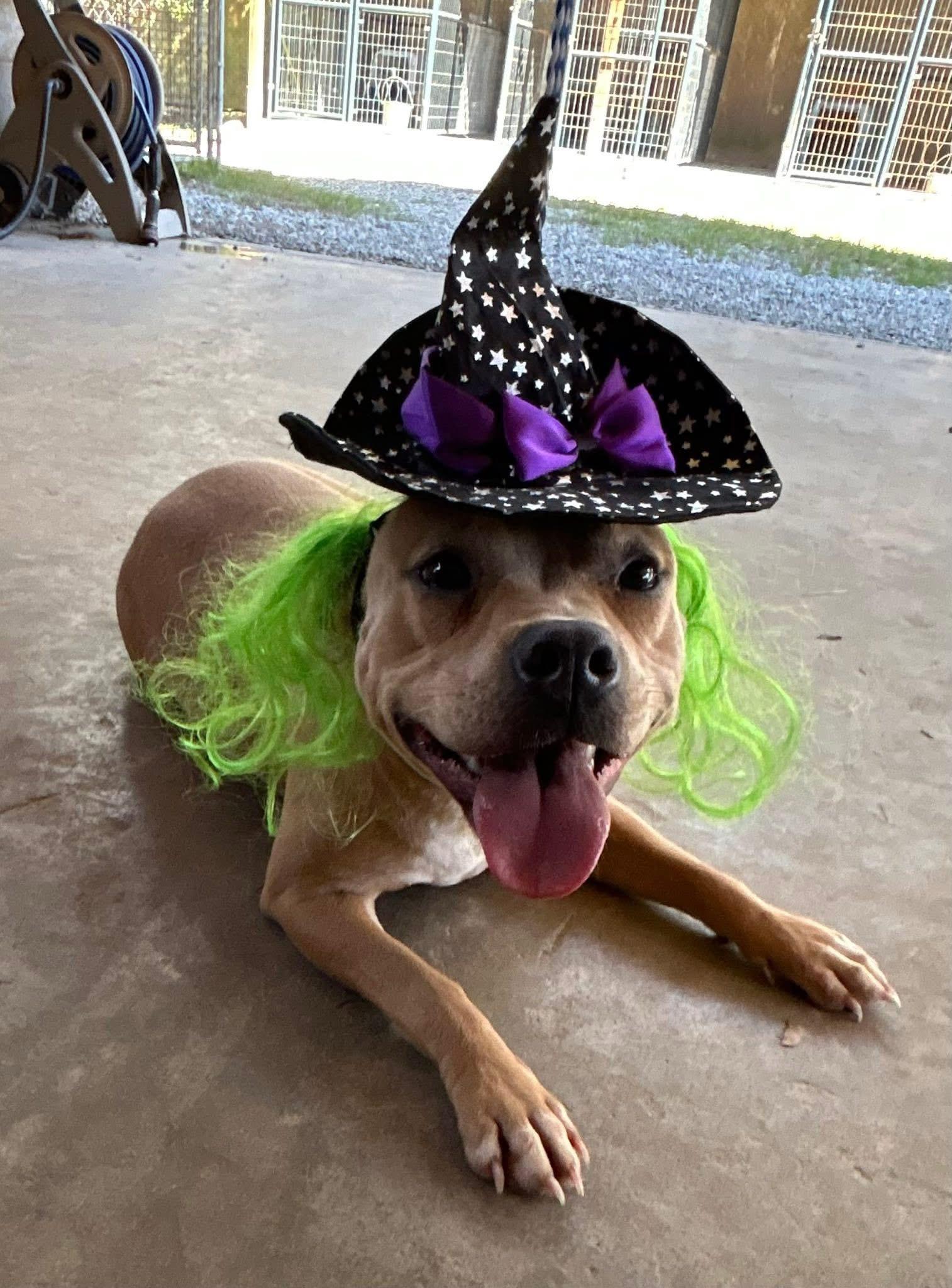 Gracie May, Adoptable, Adult Female American Bully.