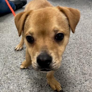 Scooter, Adoptable, Young Male Mixed Breed.