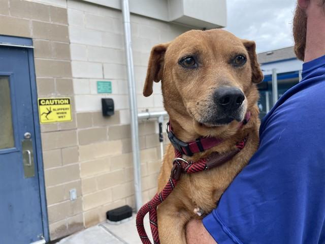 GRITS, Adoptable, Adult Male Labrador Retriever & Dachshund.