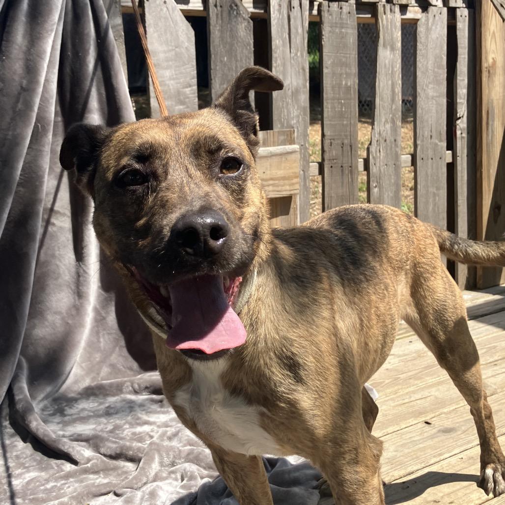Enlarge Chitlin, a Adoptable Mountain Cur in Pulaski, TN image 1/5