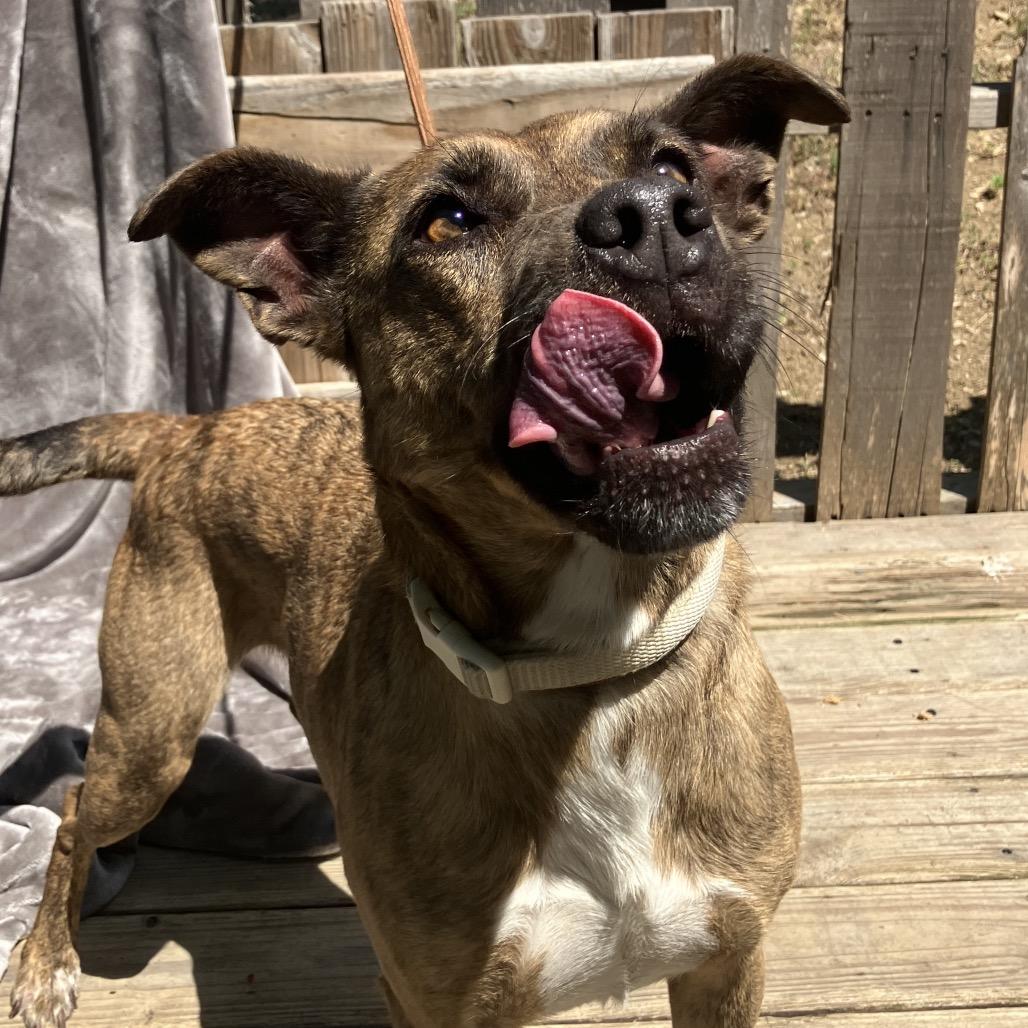Enlarge Chitlin, a Adoptable Mountain Cur in Pulaski, TN image 2/5