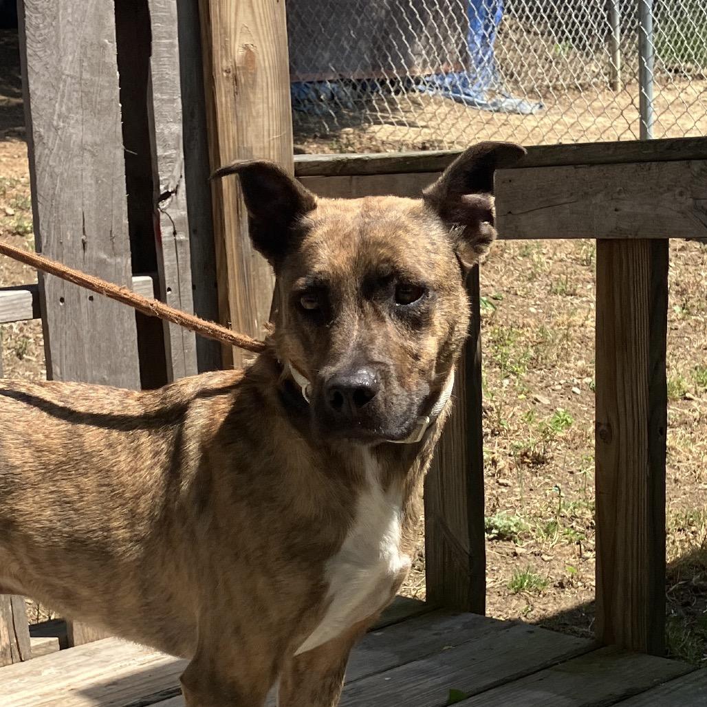 Enlarge Chitlin, a Adoptable Mountain Cur in Pulaski, TN image 3/5