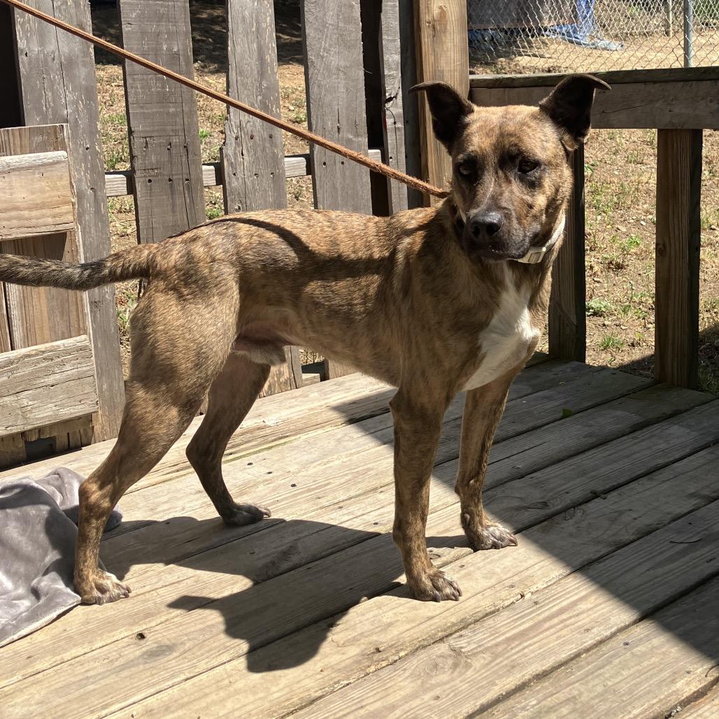 Enlarge Chitlin, a Adoptable Mountain Cur in Pulaski, TN image 4/5