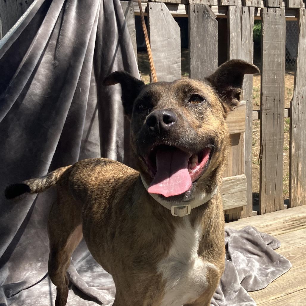 Enlarge Chitlin, a Adoptable Mountain Cur in Pulaski, TN image 5/5